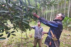 Công nhận trên 13ha rừng giống quế chuyển hóa từ rừng trồng tại huyện Bảo Yên