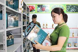 Nghề đánh bắt, chế biến cá tép dầu