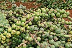 Cây dại xưa không ai ngó, nay dân đi hái về bán 240.000/kg
