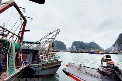 Chi phí tăng, ngư dân vẫn vượt khó vươn khơi bám biển