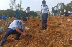 Kinh tế Nông nghiệp - Nông thôn Cục Quản lý thị trường trồng 2.500 cây mai vàng tại xã Phong Sơn