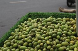Nhót bao tử đầu mùa giá đắt đỏ vẫn được săn lùng