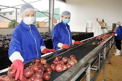 Cách làm mới trong xuất khẩu nông sản sang Trung Quốc