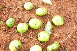 Thứ mọc dại xưa rụng đầy gốc, dân nhặt về bán 200.000 đồng/kg