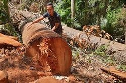 Cận cảnh hiện trường vụ phá rừng quy mô lớn tại Kon Tum