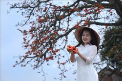 Cây gạo song sinh miếu Bà Cô vào mùa nở rộ