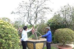 Anh Hồ Việt Cường sở hữu nhiều cây hoa trang độc, lạ