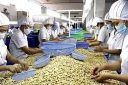 Tin mới vụ 100 container hạt điều xuất sang Italia, nghi bị lừa