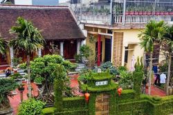 Hà Nội: Ngắm cổng rào 'độc nhất vô nhị' bằng cây ô rô 30 năm tuổi