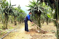 Nhịp sống mới trên đất Đá Hàn