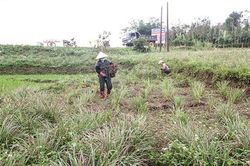 Trồng cây sả cho thu nhập khá ở Gio An