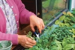 10 ý tưởng cực thông minh trong việc tận dụng đồ cũ để trồng rau gia vị trong bếp