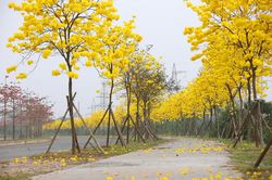 Cận cảnh con đường hoa phong linh nở vàng rực trong lòng Hà Nội