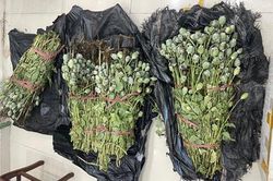 Tạm giữ hình sự đối tượng mang hơn 30kg cây thuốc phiện đi bán