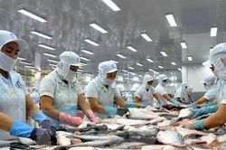 Sau nhiều tháng 'đóng băng', xuất khẩu cá tra sang EU đang dần nóng lại