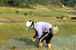 Mường Đun khắc phục lúa chiêm xuân bị thiệt hại do rét
