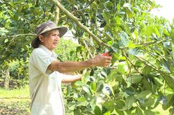 Làm giàu từ trồng xen canh