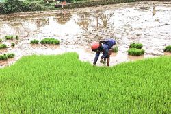 Nhân rộng diện tích trồng lúa nếp than ở Đakrông