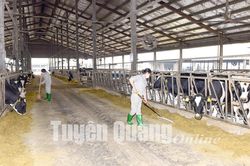 Bò sữa Hồ Toản tạo cú huých tái cơ cấu nông nghiệp