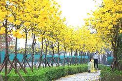 Ngỡ ngàng với vẻ đẹp mê hồn của đường hoa phong linh nằm ngay trong lòng Hà Nội
