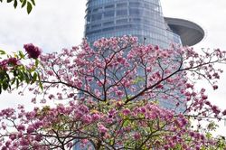 Mê đắm sắc hoa kèn hồng rực rỡ trên các tuyến đường ở TP. HCM