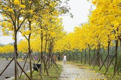 Đẹp ngỡ ngàng hoa phong linh và hoa gạo bung nở đường Hà Nội