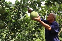 Gừng càng già càng cay