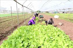 Hà Nội mở rộng diện tích canh tác rau màu vụ Xuân