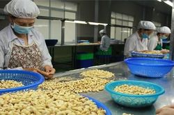'Hồi chuông cảnh tỉnh' từ nghi án lừa đảo 100 container hạt điều sang châu Âu