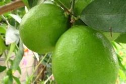 Cách bảo quản chanh tươi cả tháng không bị hỏng giúp các F0 luôn có để dùng