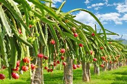 Doanh nghiệp Việt lo lắng khi Trung Quốc phong tỏa nhiều thành phố vì Covid-19