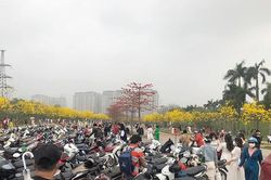 Chen chân chụp ảnh trên đường hoa phong linh ở Hà Nội