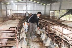 Chủ động ngăn chặn dịch bệnh trên đàn gia súc