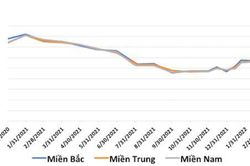 Giá thức ăn chăn nuôi tăng tới 22%, chăn nuôi lợn quy mô trang trại cũng lỗ