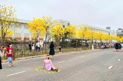 Đường hoa gạo và phong linh đẹp nhất Hà Nội