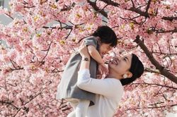 Hoa anh đào nở rực rỡ khắp thế giới