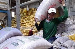 Xuất khẩu gạo tiếp tục tăng, thị trường dự báo sôi động hơn