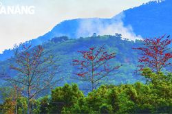 Màu hoa đỏ tháng 3