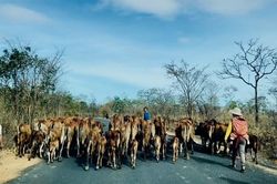 Huyện Ea Súp (Đắk Lắk): Bán trâu bò để mua… rơm!
