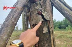 Hàng cây xanh gần 11 tỷ đồng chết khô ở Thừa Thiên Huế: Yêu cầu giải trình và thay mới