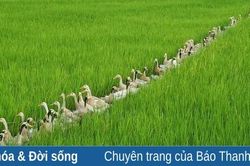 Lúa nhà tôi, vịt nhà ông