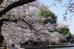 Rực rỡ mùa hoa anh đào những ngày tháng 3 ở Washington
