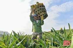 Thanh Hóa vào mùa thu hoạch dứa