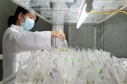 Kinh tế Khoa học - công nghệ Nghiên cứu khoa học và thực tiễn di thực cây sâm Ngọc Linh trên địa bàn tỉnh