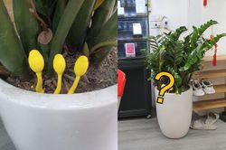 Sáng ra thấy cây kim tiền có vật lạ xuất hiện, dân mạng ồ ạt phán 'giàu lắm đó'