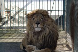 Sư tử Simba được giải cứu khỏi Ukraine