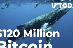 Một cá voi thoát chết ngoạn mục - 'short' 120 triệu USD trước khi Bitcoin vọt lên 43.000 USD