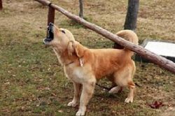 Ôm mối hận vì bị triệt sản, chú chó kiên trì trả thù suốt 3 năm với một hành động