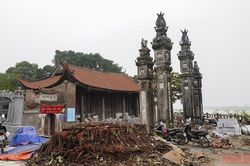 Cây đa bị chặt ở đình Chèm là cây mới trồng hơn 20 năm