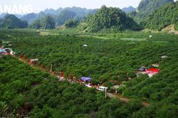 Ngày hội hái quả mận hậu Mộc Châu